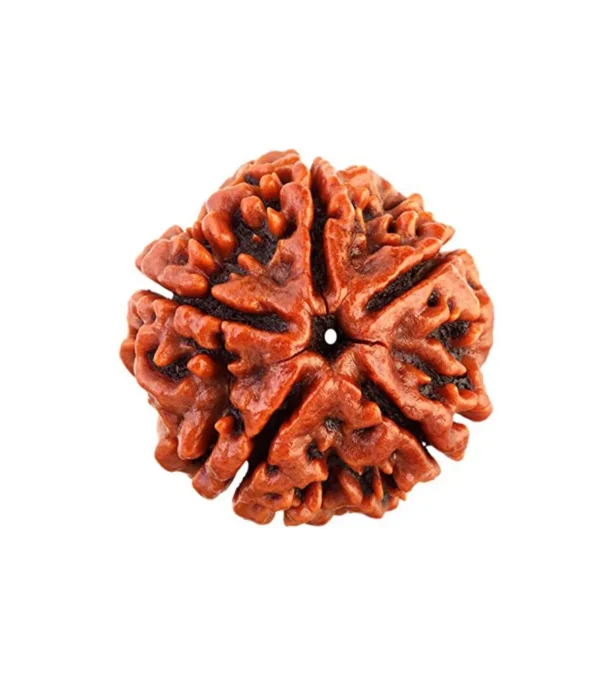 Rudraksha